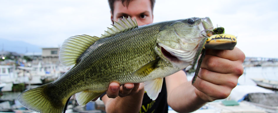 Fabian Gräfe blackbass hearty rise wanderer